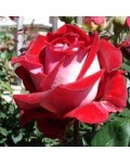 Троянда чайно-гібридна Люксор (біло-червона) | Tea hybrid rose Luxor | Роза чайно-гибридная Люксор (бело-красная)